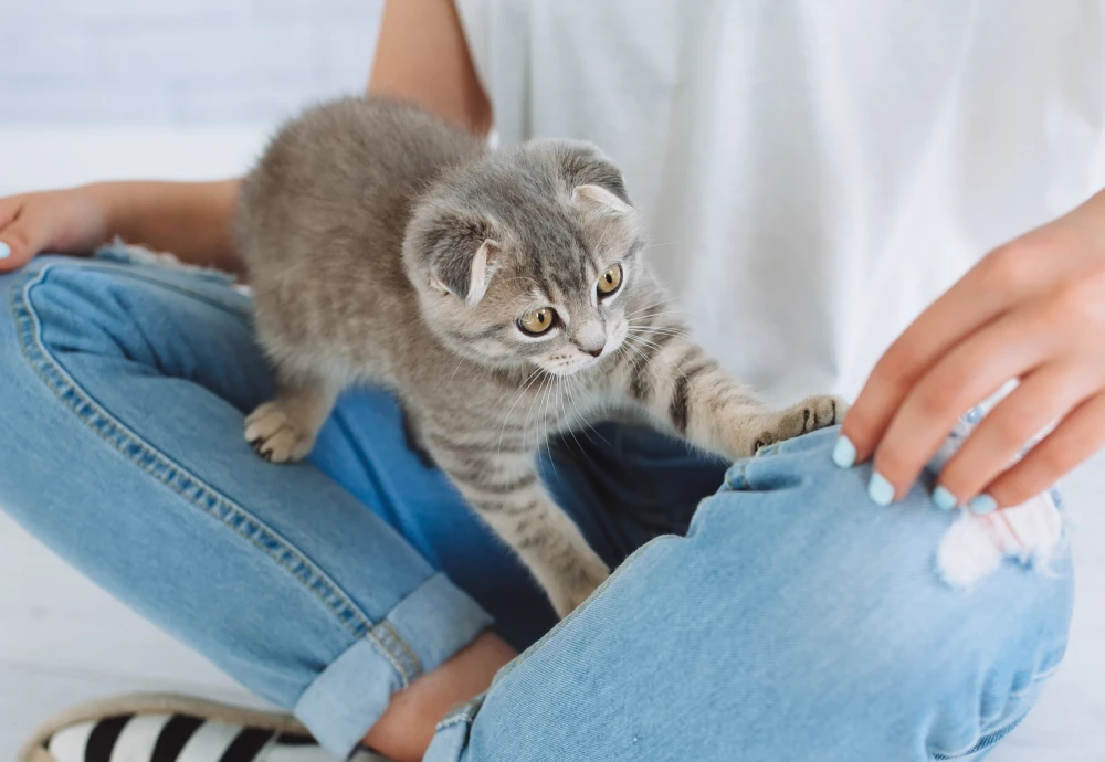 pet surveillance camera